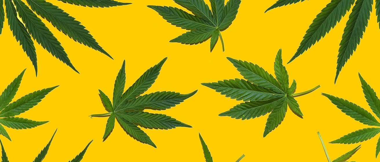 Cannabis leaves on a gold background