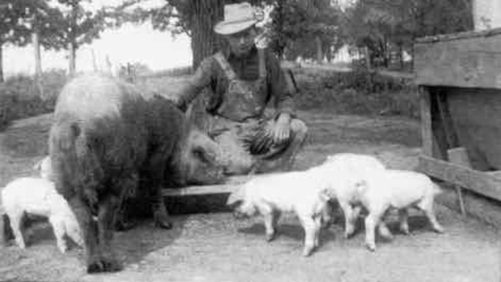 Henry Tippie as a young man with his livestock
