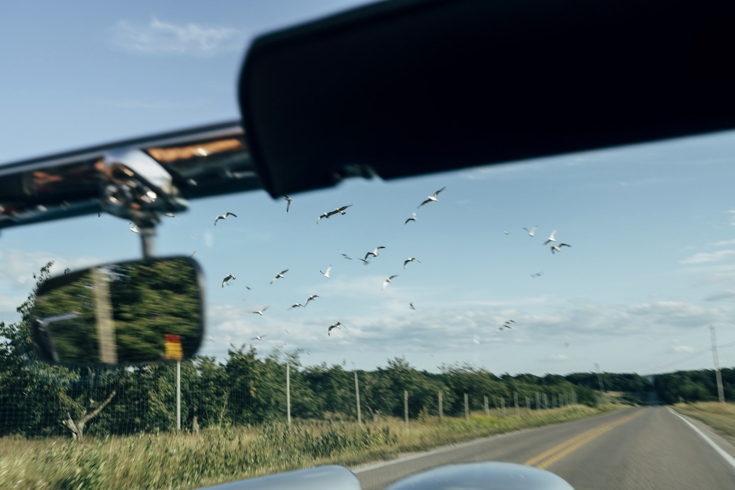 Dashboard view of bird flying ahead.