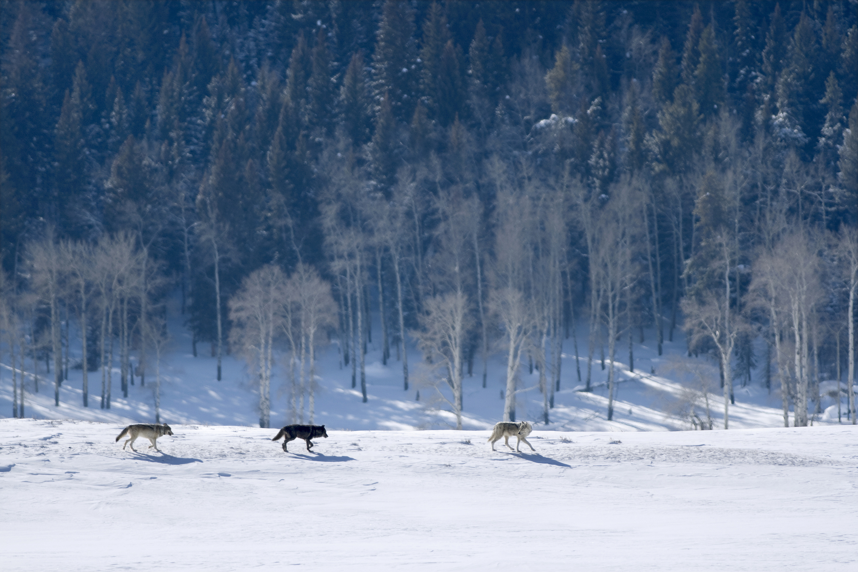 Three wolves jog away after a hunt