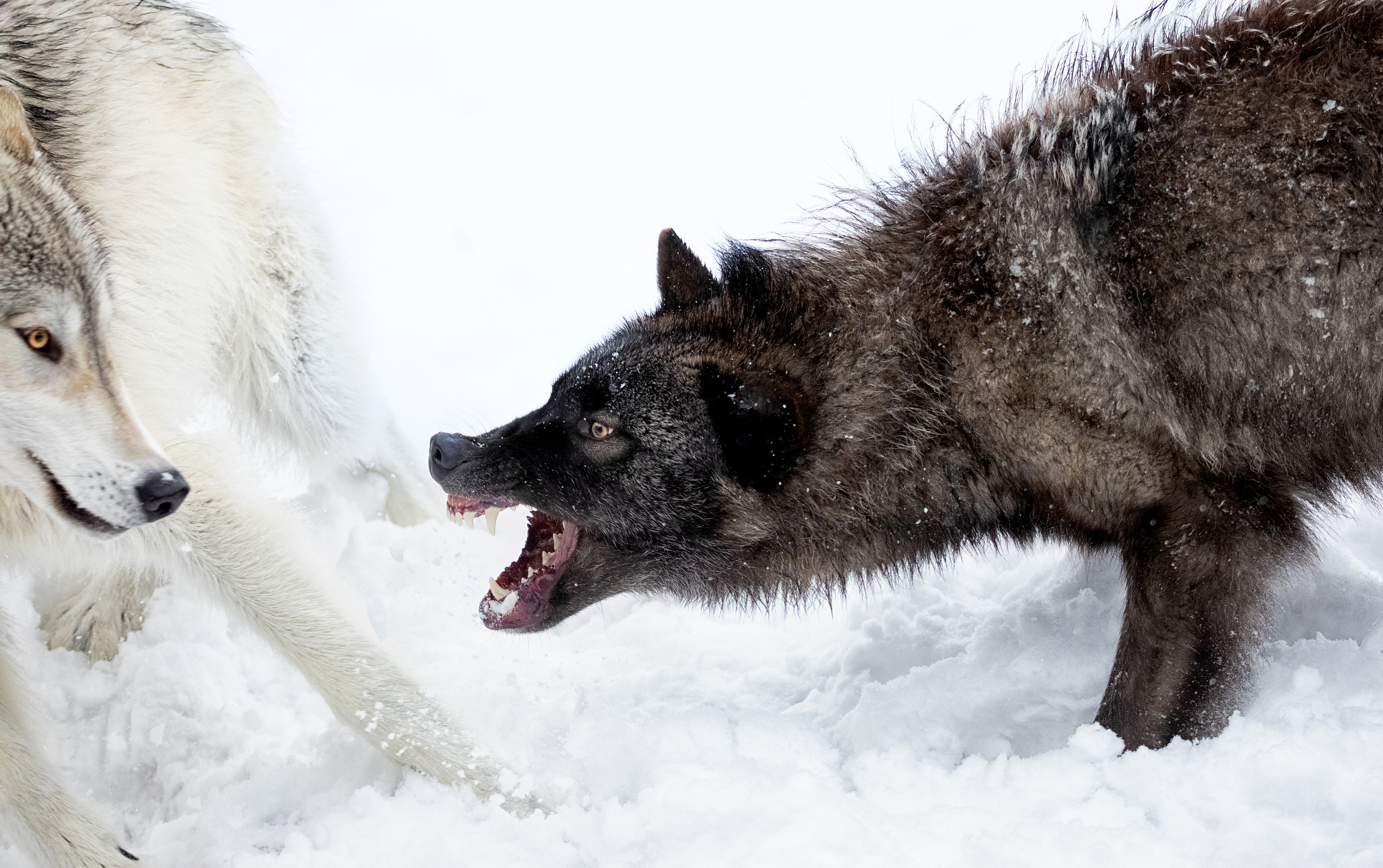 Alpha male wolf snapping at another.