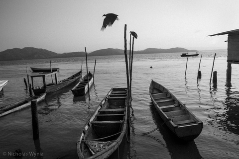 Bird flying over boats