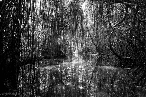 Panama mangroves