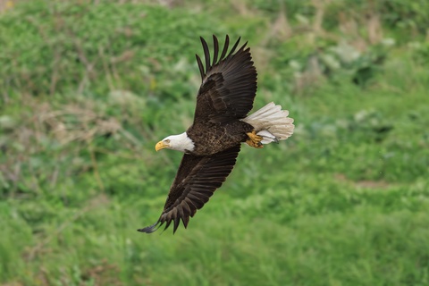 Eagle flying over the Iowa River