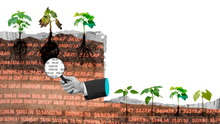 Erik Lie story image with a person holding a magnifying glass to rotten plant roots.