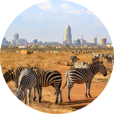 Zebras grazing with Nairobi skyline in the middle distance.