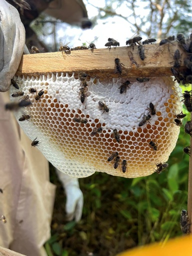 A beekeeper scoops honey off of a honeycomb