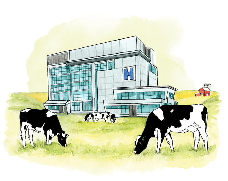 Cows grazing on grass in front of a modern hospital building. 