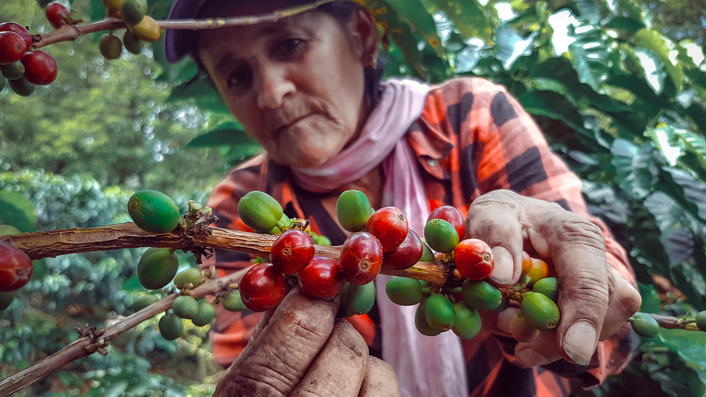 woman picking coffee beans